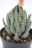 Haworthia Coarctata -  Haworthia