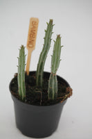 Senecio stapeliiformis 'Pickle Plant'