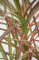 dracaena marginata tricolour Dracaena Marginata Tricolour – Family Flowers Inc