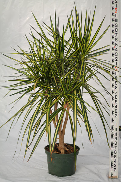 dracaena kiwi plant Dracaena Marginata Kiwi – Family Flowers Inc