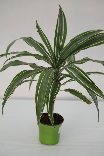 warneckii dracaena deremensis Dracaena Striped Warneckii