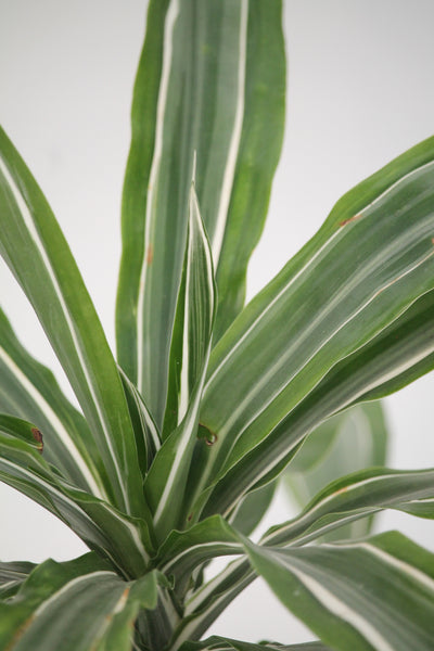 dracaena striped leaves Dracaena Striped Warneckii