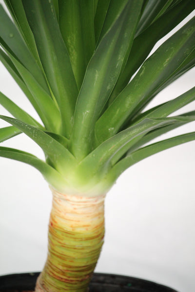 dracaena arborea tree Dracaena Tree