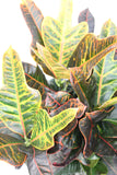 Croton Excellence - Codiaeum variegatum