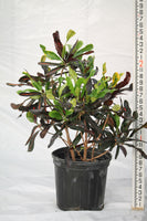 Croton Mammy - Codiaeum variegatum