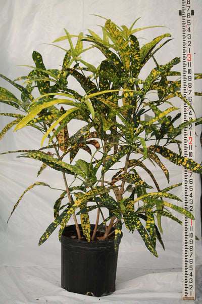 Croton Sloppy Painter - Codiaeum variegatum