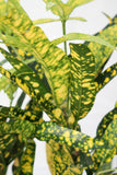 Croton Sloppy Painter - Codiaeum variegatum