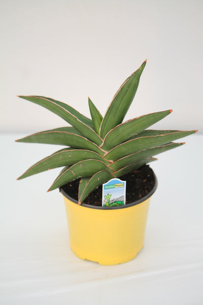 snake samurai plant Snake Plant Samurai Dwarf