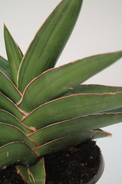 sansevieria samurai dwarf Snake Plant Samurai Dwarf
