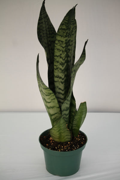 sansevieria trifasciata robusta Snake Plant Robusta