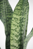 Snake Plant Robusta - Sansevieria trifasciata