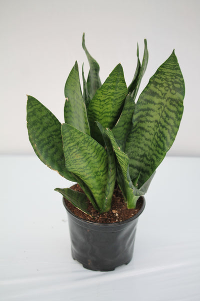 sansevieria trifasciata futura robusta Snake Plant Robusta