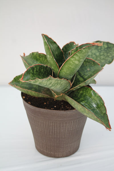 sansevieria tanzania Snake Plant Dragon Wing