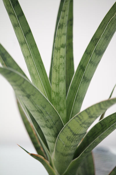 sansevieria gracilis Snake Plant Tom Gracilis