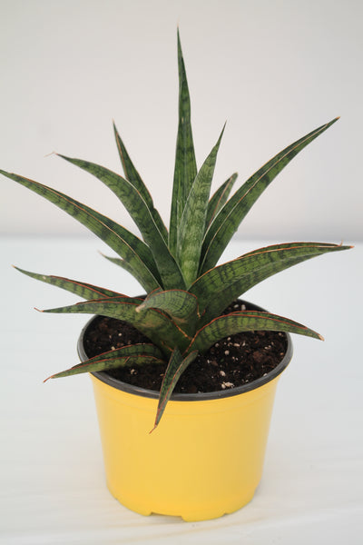 gracilous snake plant Snake Plant Silver Nymph