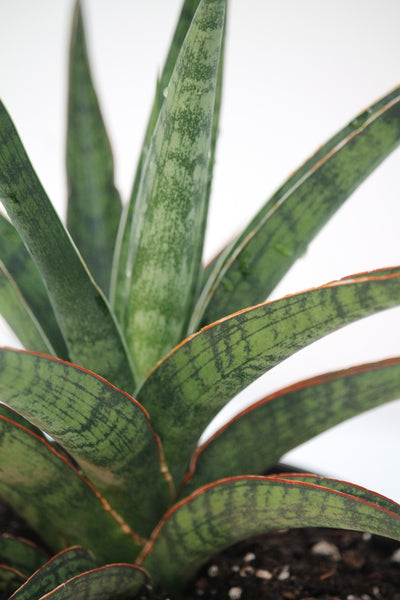 gracilous snake plant Snake Plant Silver Nymph