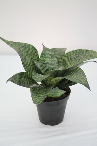 hahnii grande snake plant Snake Plant Green Hahnii