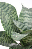 Snake Plant Green Hahnii - Sansevieria trifasciata