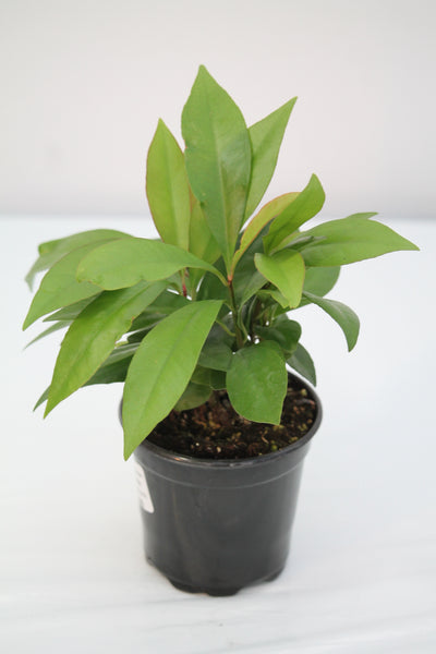 coral berry indoor plant Coral Berry Plant
