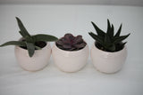 Succulent Ceramic Planter