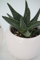 Succulent Ceramic Planter