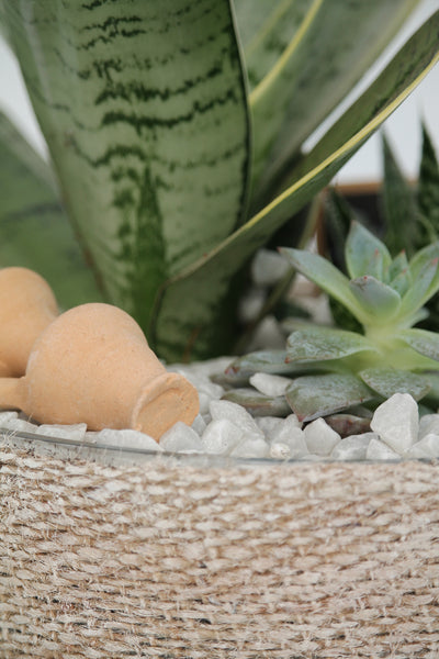 Succulent Burlap Terrarium Planter