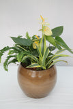 Round Anthurium Planter