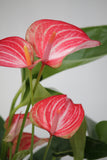 Flamingo Flower - Anthurium