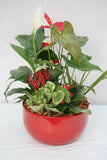 Red Valentine Anthurium Planter