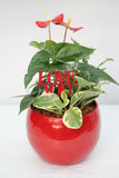 Red Round Anthurium Planter