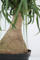 Palm Ponytail - Beaucarnea recurvata