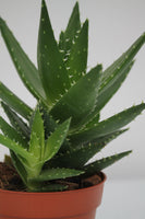 Aloe Mitre - Aloe mitroformis