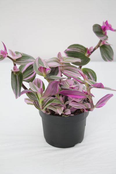 Wandering Jew Nanouk - Tradescantia albiflora 'Nanouk' – Family Flowers Inc