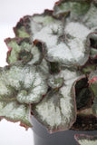Rex Begonia Princess of Hanover - Escargot variety