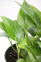 Pothos Jade - Epipremnum