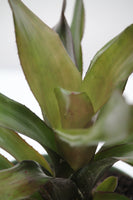 Bromeliad Neoregelia