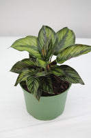 Calathea Beauty Star