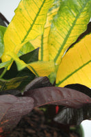 Croton Iceton - Codiaeum variegatum