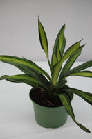 Dracaena Striped Rikki - Deremensis