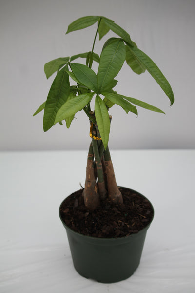 money tree serpent Money Tree