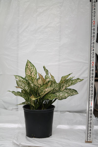 etta rose aglaonema price Aglaonema Etta Rose – Family Flowers Inc
