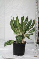 Aglaonema Golden Madonna