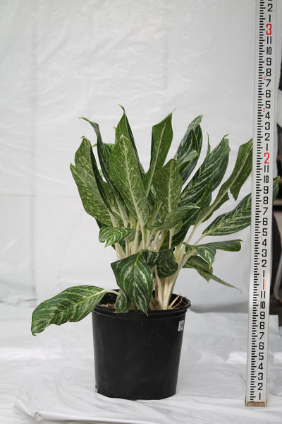 aglaonema golden madonna hardness Aglaonema Golden Madonna – Family Flowers Inc