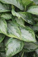 Aglaonema Silver Bay