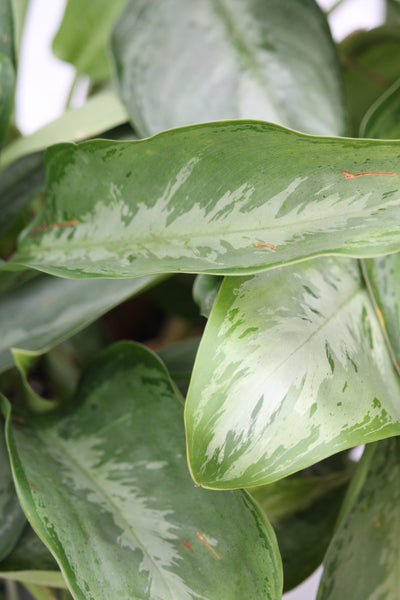 silverado aglaonema Aglaonema Silverado – Family Flowers Inc