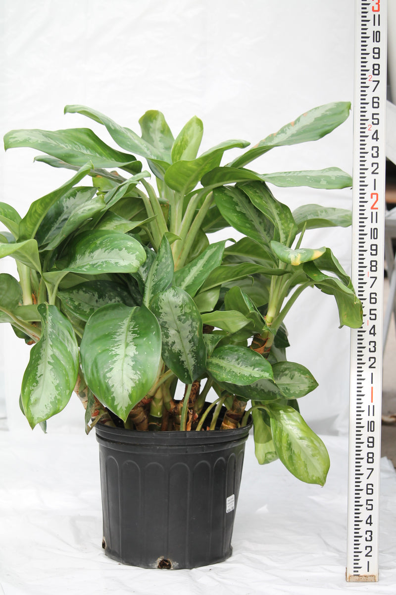 Aglaonema Key Largo – Family Flowers Inc