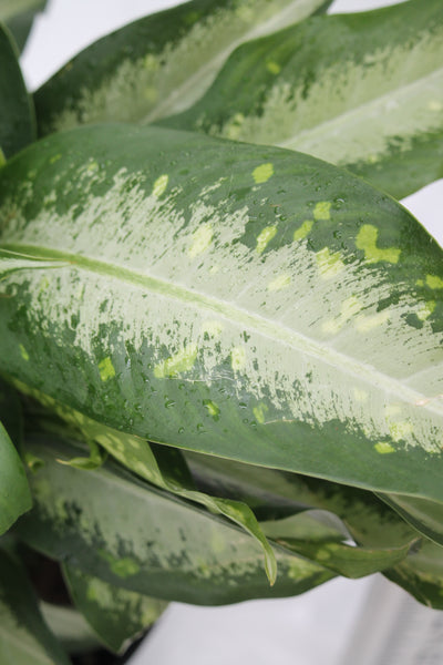 dieffenbachia panther common name Dumb Cane Panther