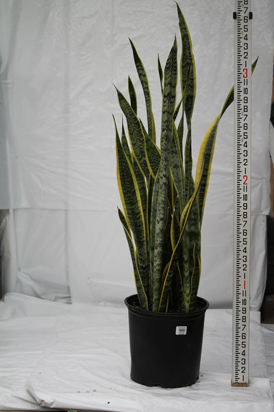 sansevieria trifasciata laurentii height Snake Plant Laurentii