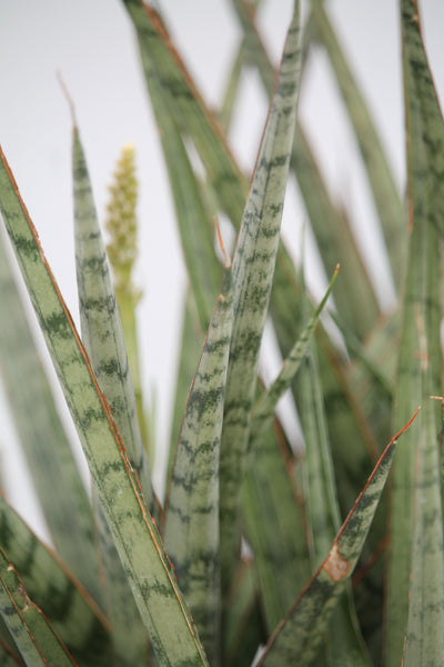 spiky sansevieria Snake Plant Spiky