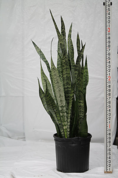 dracaena trifasciata zeylanica Snake Plant Zeylanica